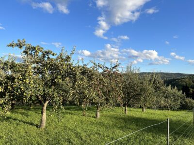 Apple Orchard in Quechee, Vermont