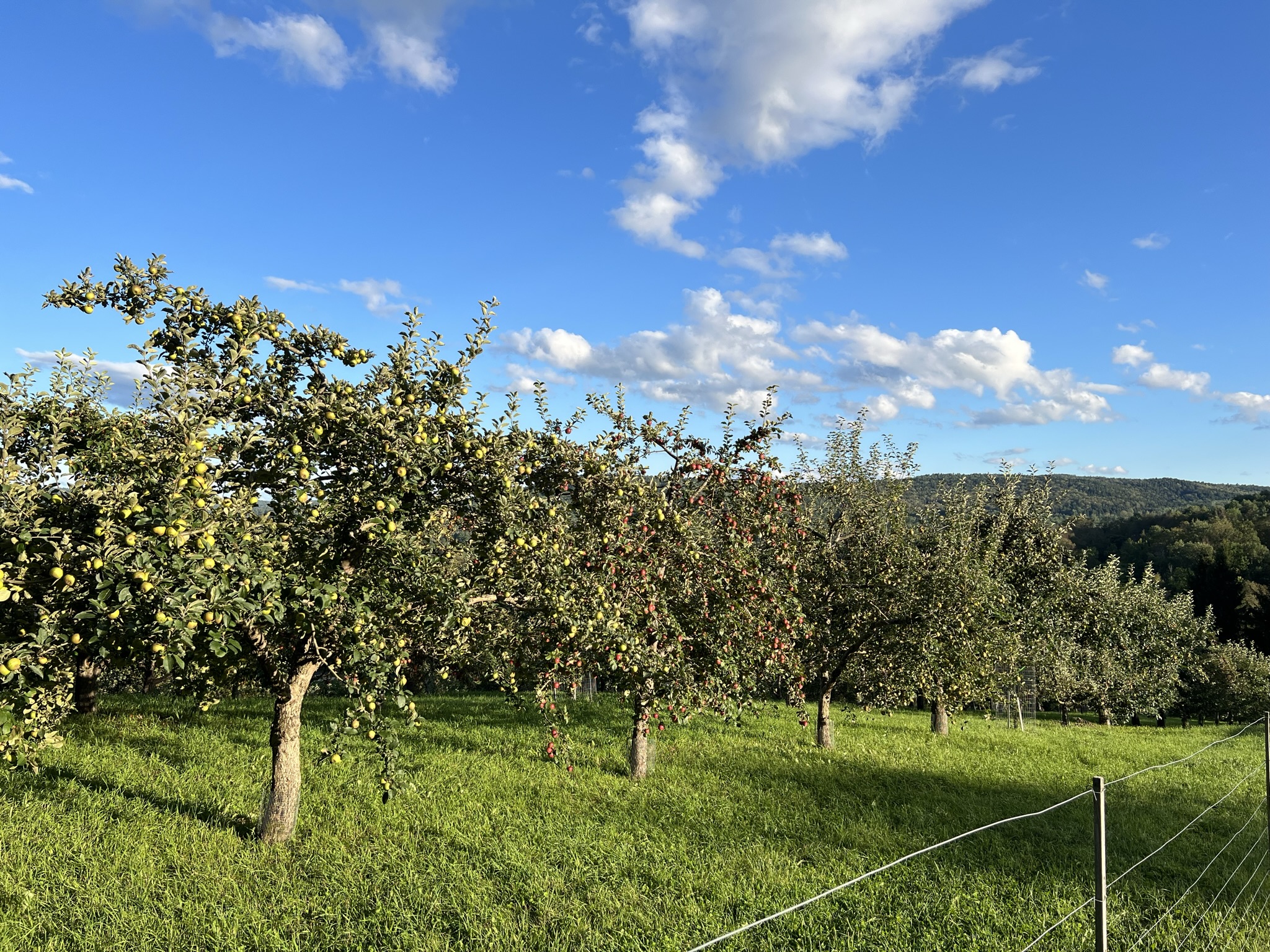 Whitman Brook Orchard | Quechee VT – Open for Picking