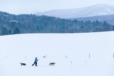 Cross Country Skiing in a Vermont Field with Dogs