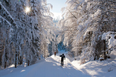 Cross Country Skiing among Snow Covered Trees